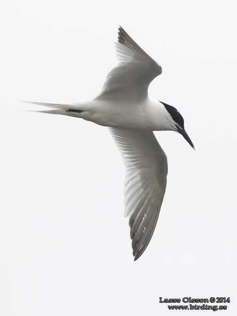 KENTSK TÄRNA / SANDWICH TERN (Thalasseus sandvicensis) - stor bild / full size