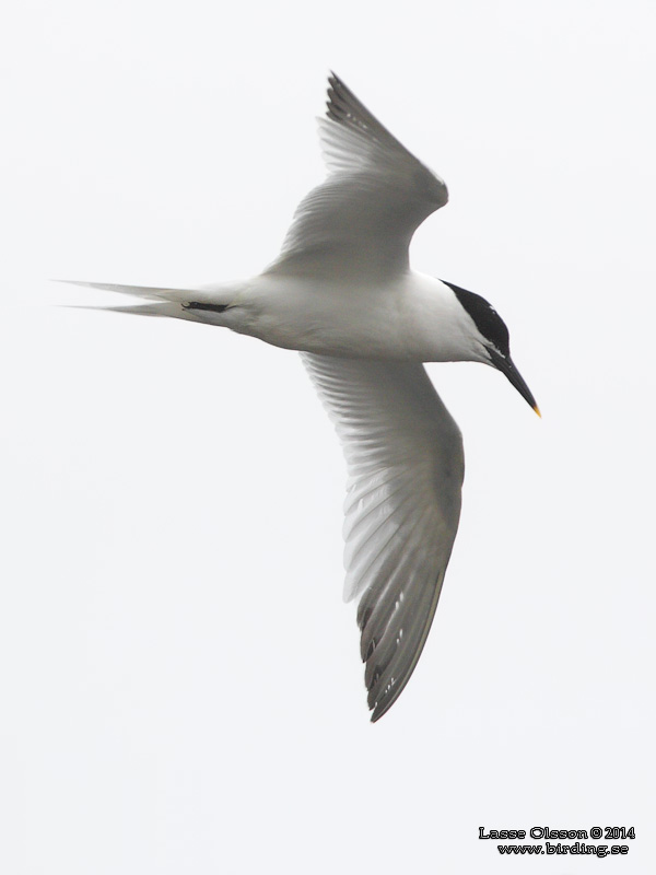 KENTSK TRNA / SANDWICH TERN (Thalasseus sandvicensis) - Stng / Close