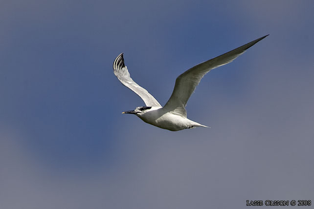 KENTSK TRNA / SANDWICH TERN (Thalasseus sandvicensis) - stor bild / full size