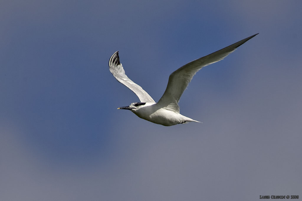 KENTSK TRNA / SANDWICH TERN (Thalasseus sandvicensis) - Stng / Close