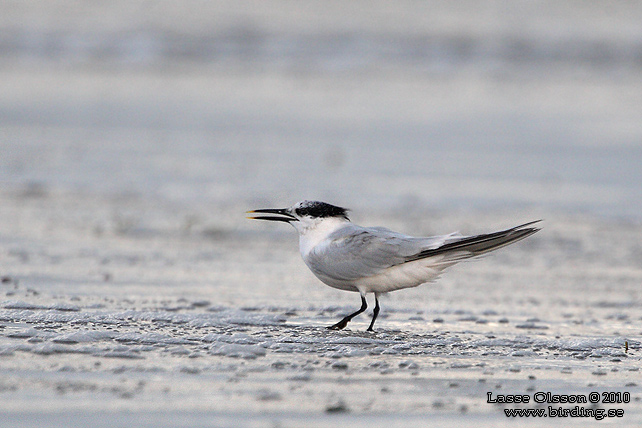 KENTSK TRNA / SANDWICH TERN (Thalasseus sandvicensis) - stor bild / full size