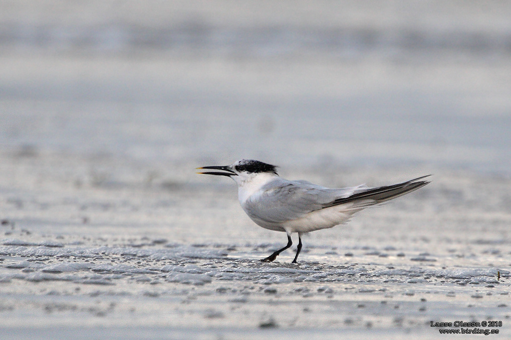 KENTSK TRNA / SANDWICH TERN (Thalasseus sandvicensis) - Stng / Close