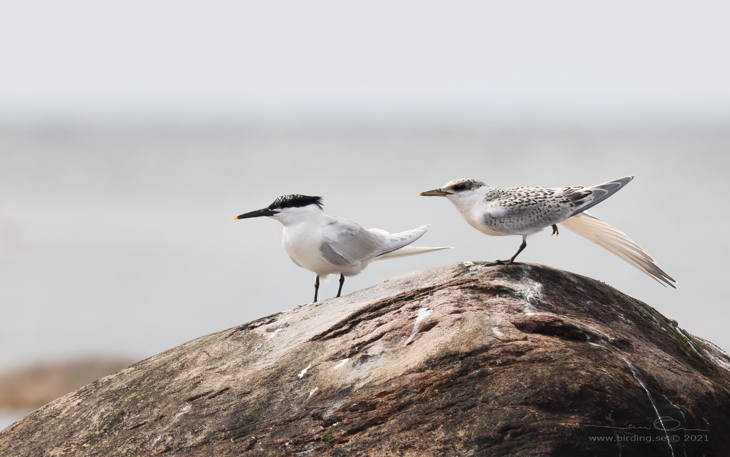 KENTSK TRNA / SANDWICH TERN (Thalasseus sandvicensis) - Stng / Close