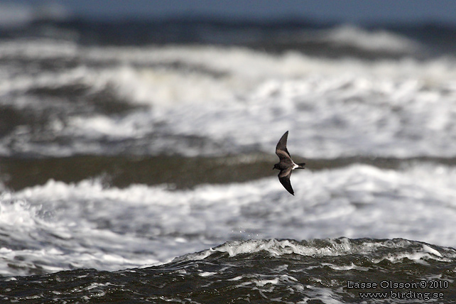 KLYKSTJRTAD STORMSVALA / LEACH'S STORM-PETREL (Oceanodroma leucorhoa) - STOR BILD / FULL SIZE