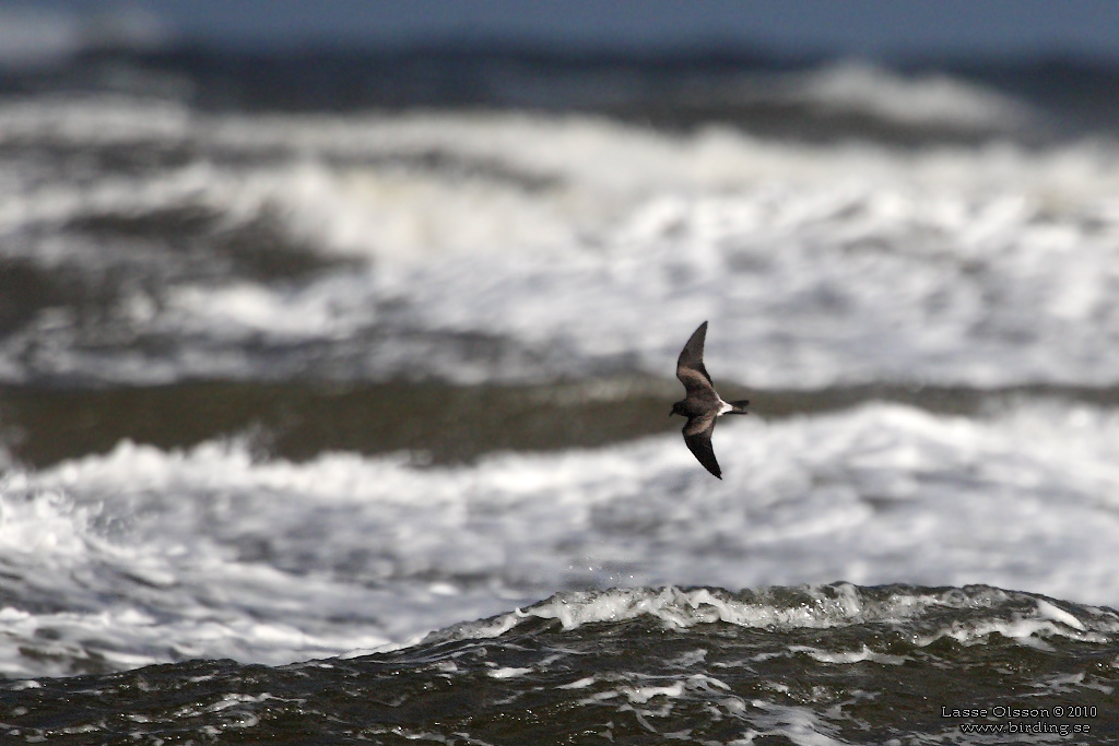 KLYKSTJRTAD STORMSVALA / LEACH'S STORM-PETREL (Oceanodroma leucorhoa) - Stng / Close