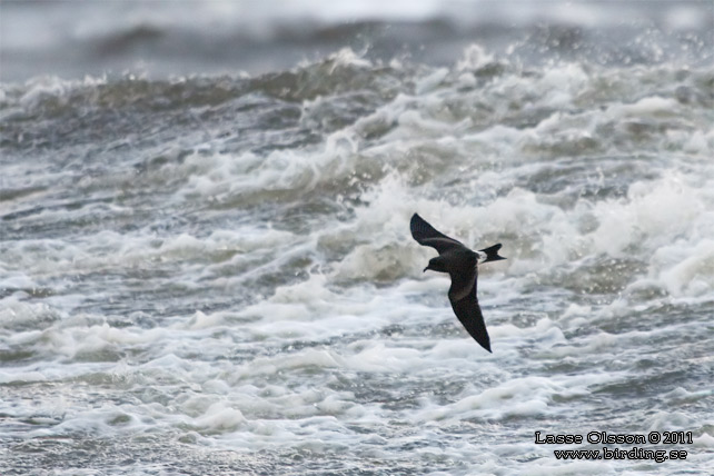 KLYKSTJÄRTAD STORMSVALA / LEACH'S STORM-PETREL (Oceanodroma leucorhoa) - STOR BILD / FULL SIZE