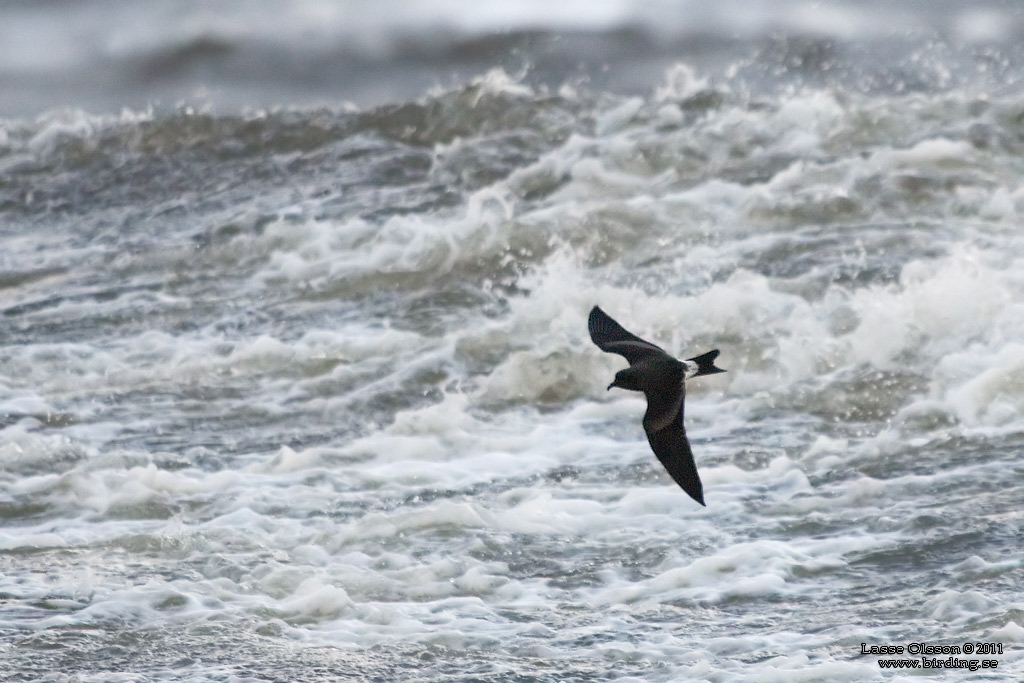 KLYKSTJRTAD STORMSVALA / LEACH'S STORM-PETREL (Oceanodroma leucorhoa) - Stng / Close