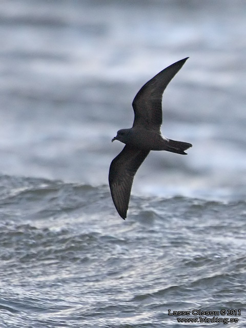 KLYKSTJÄRTAD STORMSVALA / LEACH'S STORM-PETREL (Oceanodroma leucorhoa) - STOR BILD / FULL SIZE