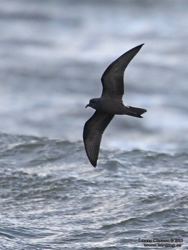 KLYKSTJRTAD STORMSVALA / LEACH'S STORM-PETREL (Oceanodroma leucorhoa) - Stng / Close