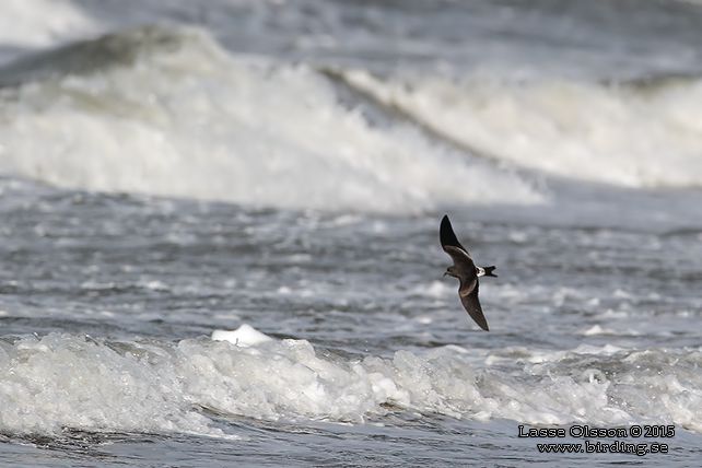 KLYKSTJÄRTAD STORMSVALA / LEACH'S STORM-PETREL (Oceanodroma leucorhoa) - STOR BILD / FULL SIZE