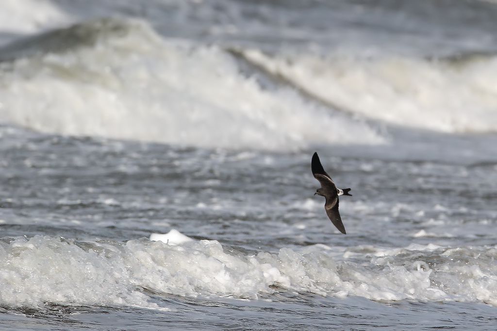 KLYKSTJRTAD STORMSVALA / LEACH'S STORM-PETREL (Oceanodroma leucorhoa) - Stng / Close