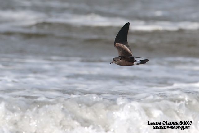 KLYKSTJÄRTAD STORMSVALA / LEACH'S STORM-PETREL (Oceanodroma leucorhoa) - STOR BILD / FULL SIZE