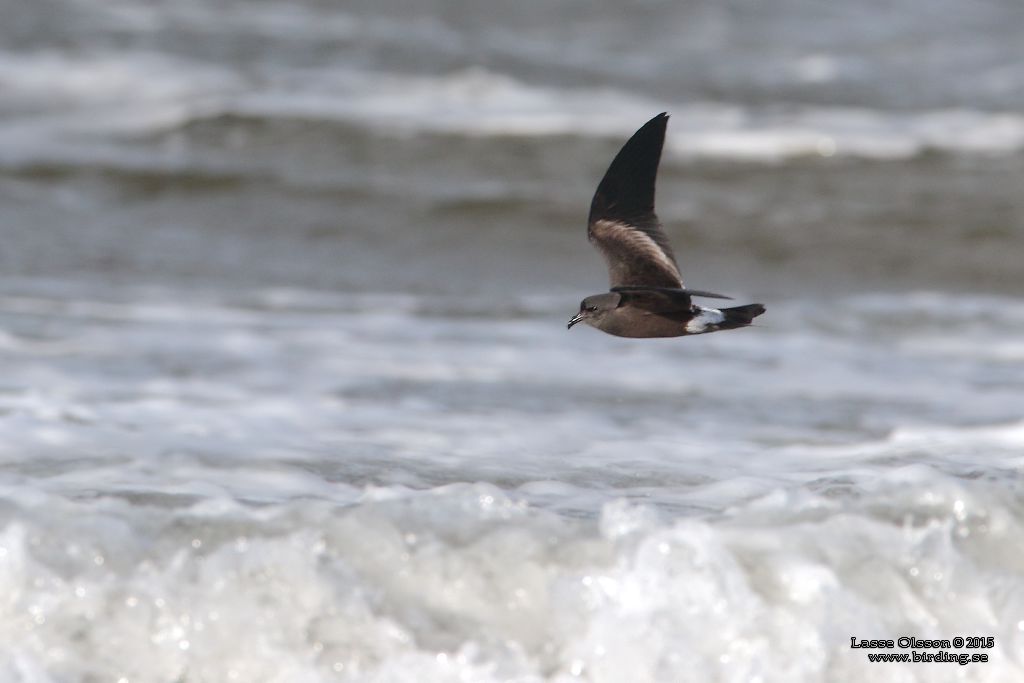 KLYKSTJRTAD STORMSVALA / LEACH'S STORM-PETREL (Oceanodroma leucorhoa) - Stng / Close