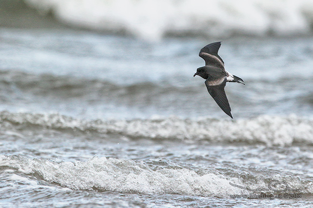 KLYKSTJÄRTAD STORMSVALA / LEACH'S STORM-PETREL (Oceanodroma leucorhoa) - STOR BILD / FULL SIZE