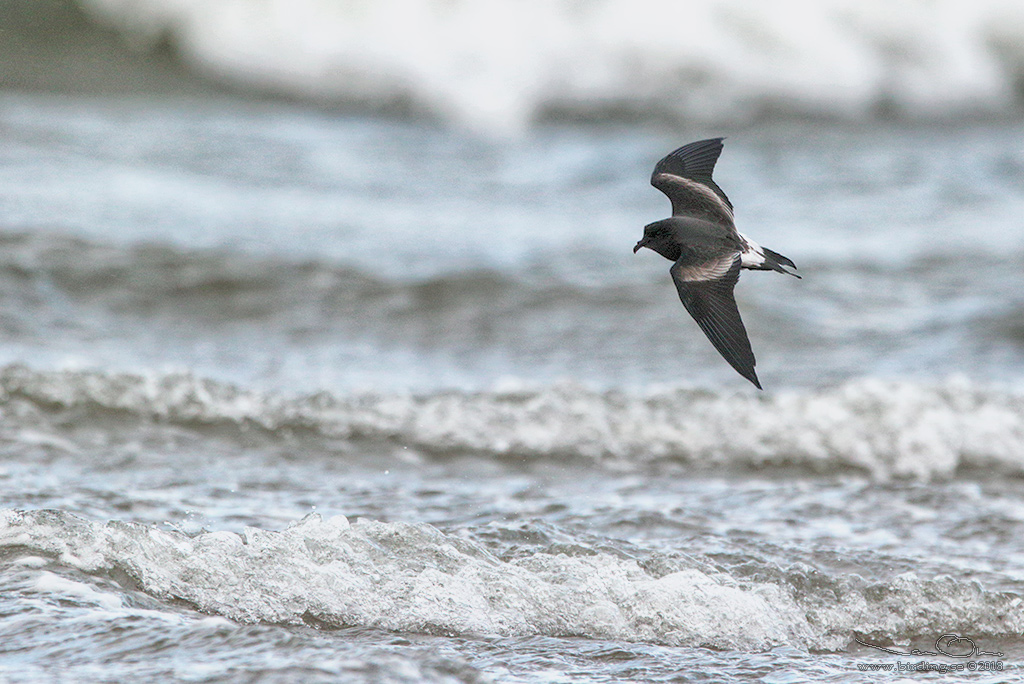 KLYKSTJRTAD STORMSVALA / LEACH'S STORM-PETREL (Oceanodroma leucorhoa) - Stng / Close