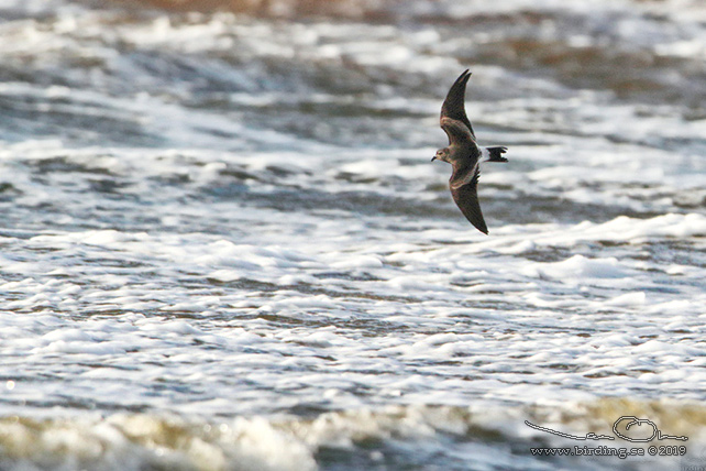 KLYKSTJÄRTAD STORMSVALA / LEACH'S STORM-PETREL (Oceanodroma leucorhoa) - STOR BILD / FULL SIZE