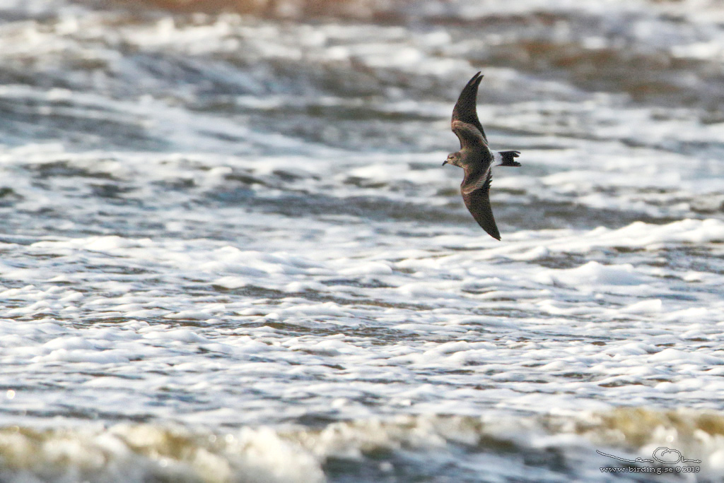 KLYKSTJRTAD STORMSVALA / LEACH'S STORM-PETREL (Oceanodroma leucorhoa) - Stng / Close