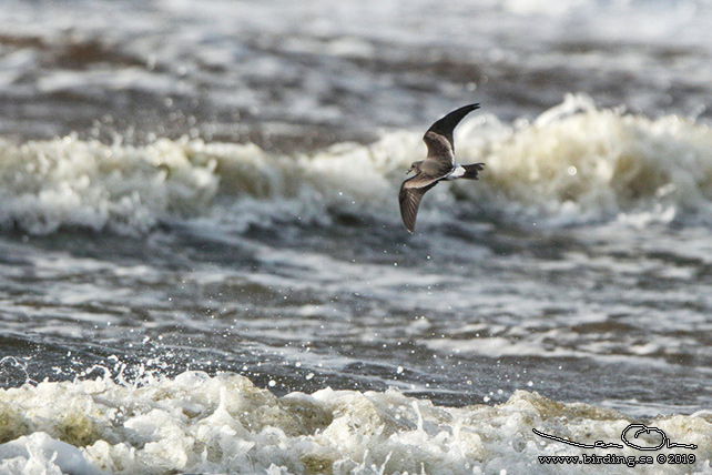 KLYKSTJÄRTAD STORMSVALA / LEACH'S STORM-PETREL (Oceanodroma leucorhoa) - STOR BILD / FULL SIZE