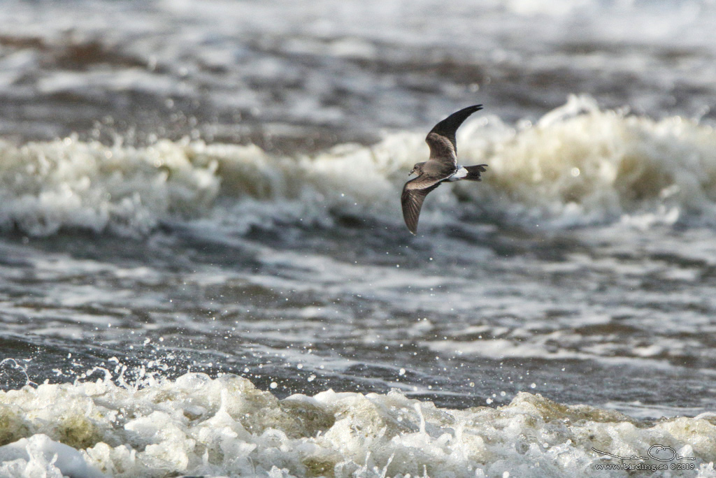 KLYKSTJRTAD STORMSVALA / LEACH'S STORM-PETREL (Oceanodroma leucorhoa) - Stng / Close