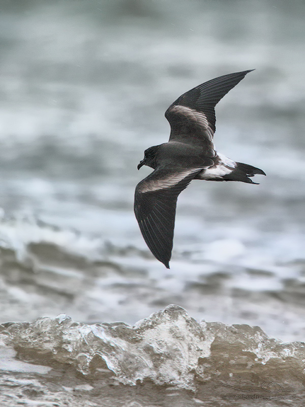 KLYKSTJRTAD STORMSVALA / LEACH'S STORM-PETREL (Oceanodroma leucorhoa) - Stng / Close