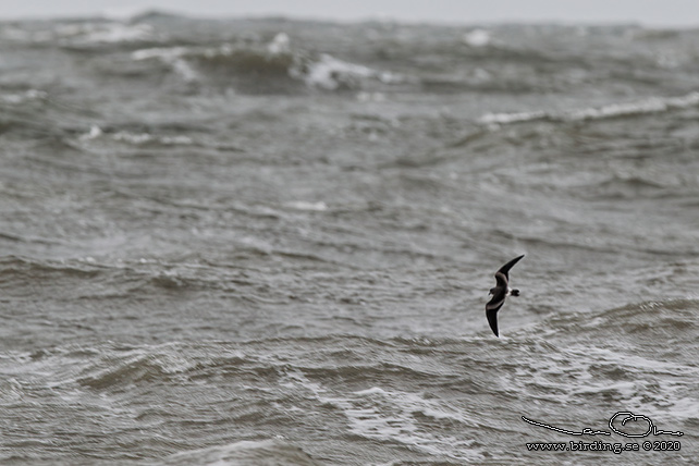 KLYKSTJÄRTAD STORMSVALA / LEACH'S STORM-PETREL (Oceanodroma leucorhoa) - STOR BILD / FULL SIZE