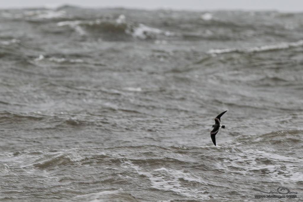 KLYKSTJRTAD STORMSVALA / LEACH'S STORM-PETREL (Oceanodroma leucorhoa) - Stng / Close