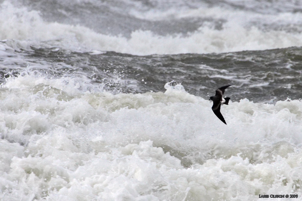 KLYKSTJRTAD STORMSVALA / LEACH'S STORM-PETREL (Oceanodroma leucorhoa) - Stng / Close