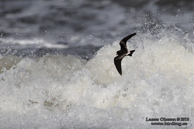 KLYKSTJRTAD STORMSVALA / LEACH'S STORM-PETREL (Oceanodroma leucorhoa) - STOR BILD / FULL SIZE