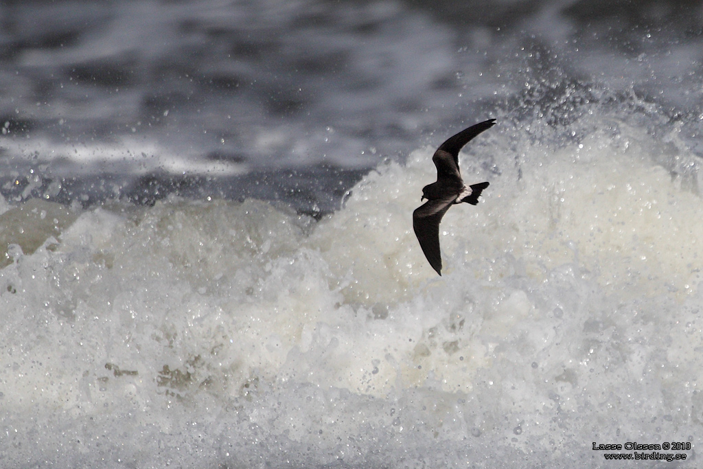 KLYKSTJRTAD STORMSVALA / LEACH'S STORM-PETREL (Oceanodroma leucorhoa) - Stng / Close