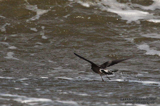 KLYKSTJRTAD STORMSVALA / LEACH'S STORM-PETREL (Oceanodroma leucorhoa) - STOR BILD / FULL SIZE