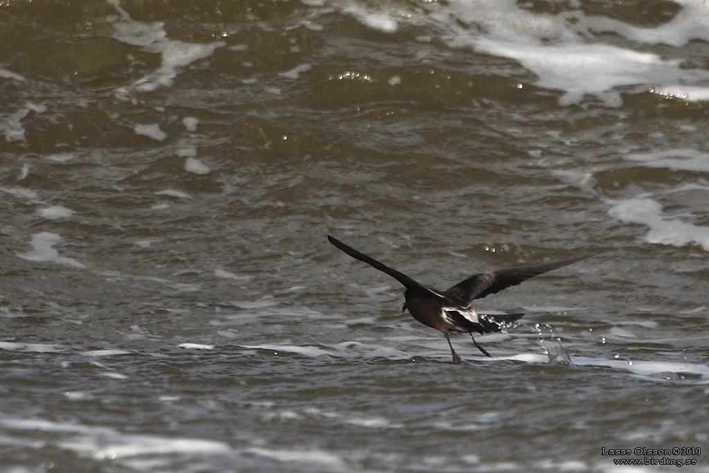 KLYKSTJRTAD STORMSVALA / LEACH'S STORM-PETREL (Oceanodroma leucorhoa) - Stng / Close