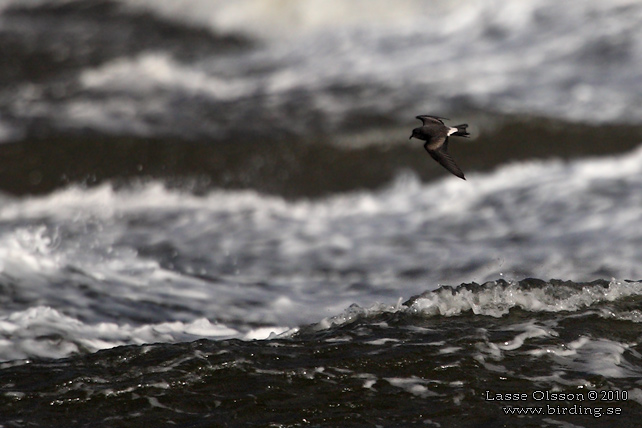 KLYKSTJRTAD STORMSVALA / LEACH'S STORM-PETREL (Oceanodroma leucorhoa) - STOR BILD / FULL SIZE