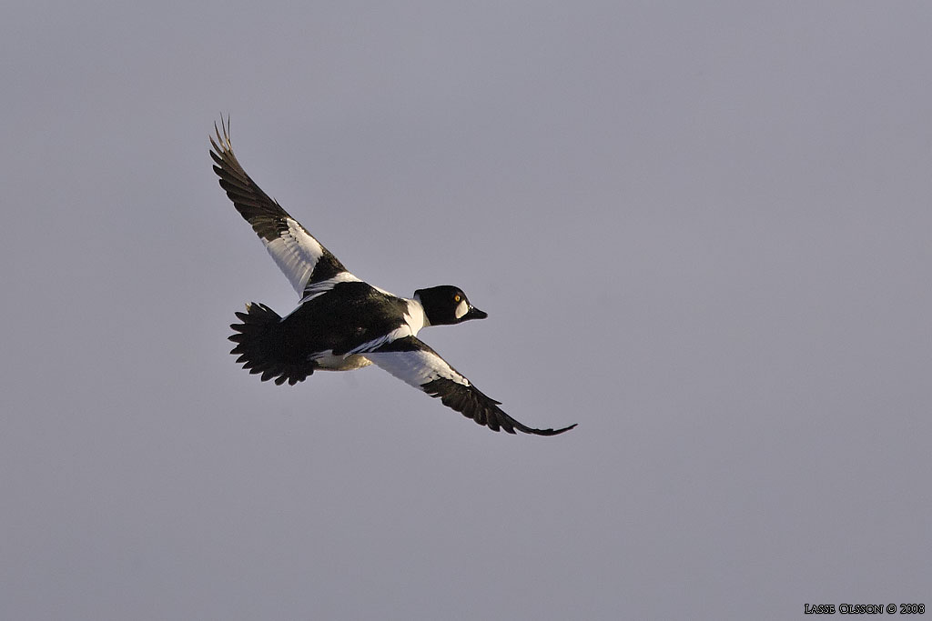 KNIPA / COMMON GOLDENEYE (Bucephala clangula) - Stng / Close