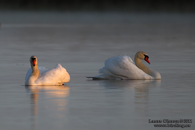 KNÖLSVAN / MUTE SWAN (Cygnus olor) - stor bild / full size