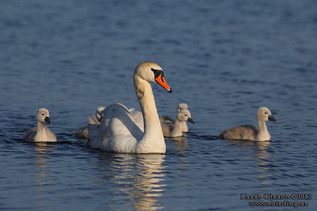 KNÖLSVAN / MUTE SWAN (Cygnus olor) - stor bild / full size