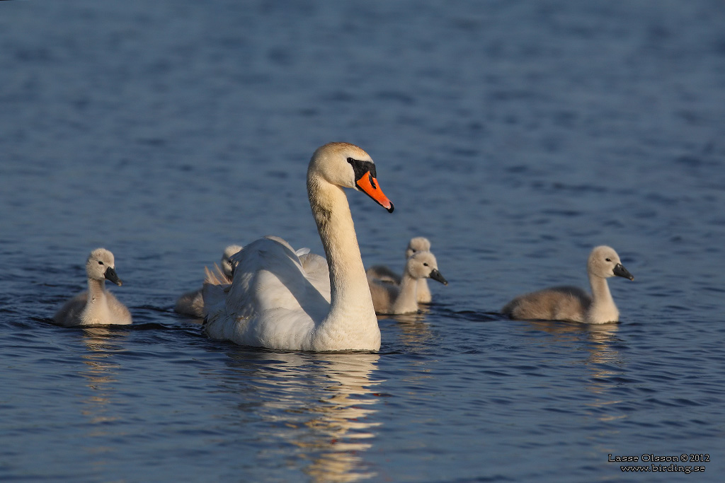 KNLSVAN / MUTE SWAN (Cygnus olor) - Stng / Close