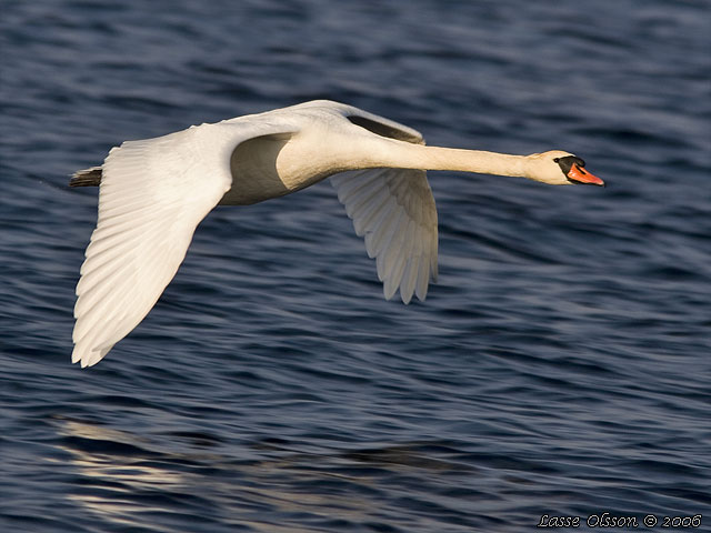 KNLSVAN / MUTE SWAN (Cygnus olor)