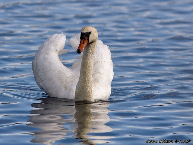 KNLSVAN / MUTE SWAN (Cygnus olor)