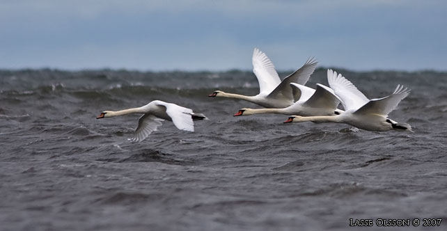 KNLSVAN / MUTE SWAN (Cygnus olor) - stor bild / full size