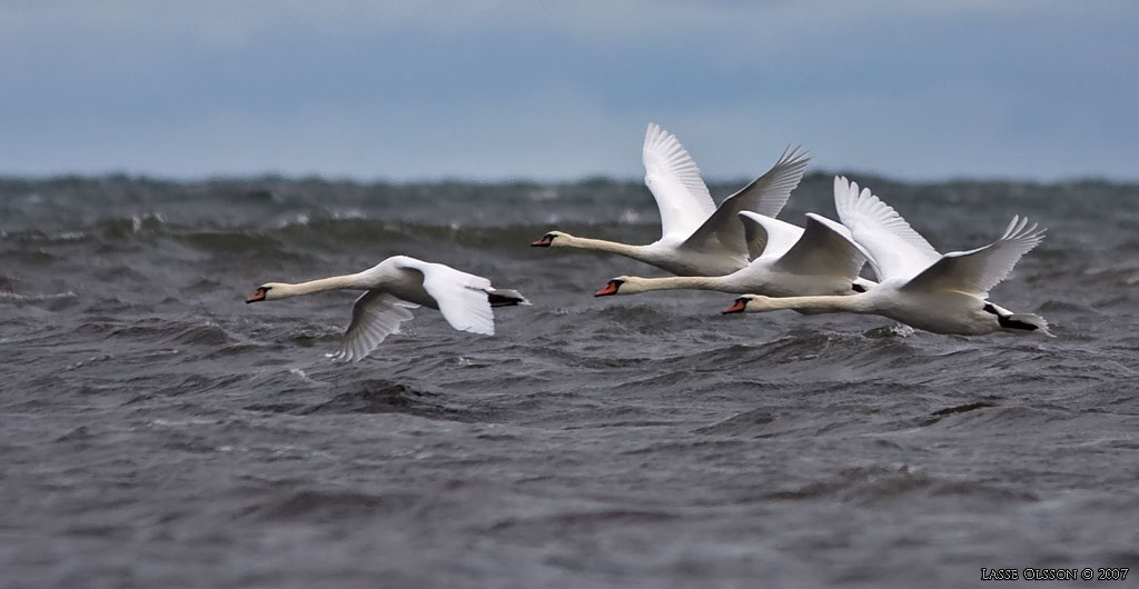 KNLSVAN / MUTE SWAN (Cygnus olor) - Stng / Close