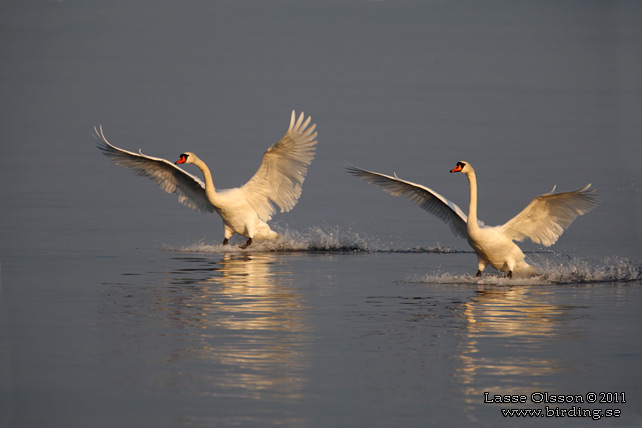 KNÖLSVAN / MUTE SWAN (Cygnus olor) - stor bild / full size