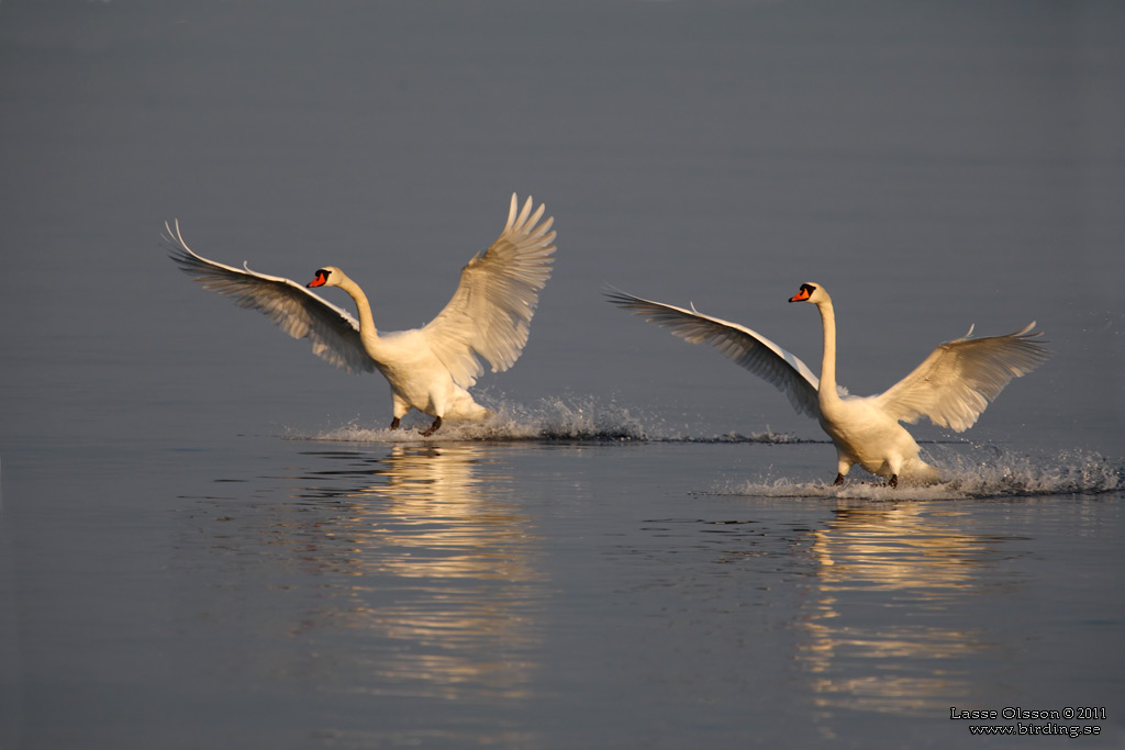 KNLSVAN / MUTE SWAN (Cygnus olor) - Stng / Close