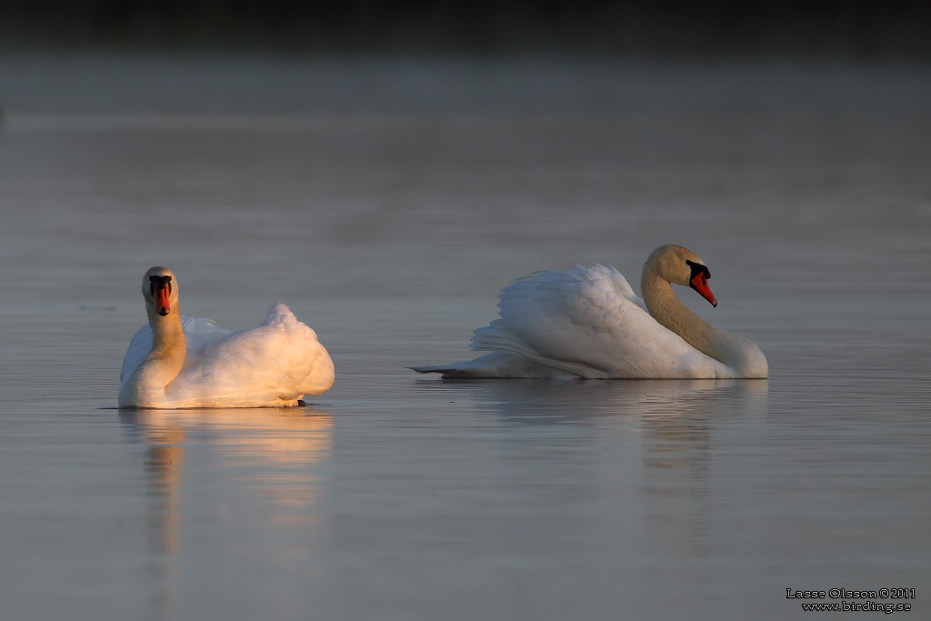 KNLSVAN / MUTE SWAN (Cygnus olor) - Stng / Close