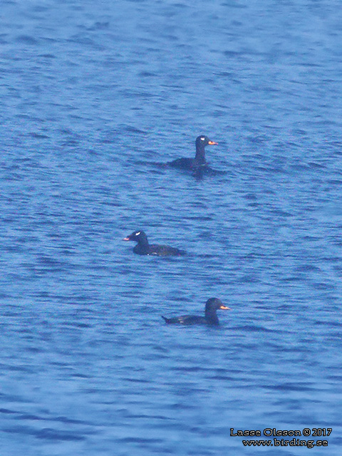 AMERIKANSK KNÖLSVÄRTA / WHITE-WINGED SCOTER (Melanitta deglandi) - stor bild / full size