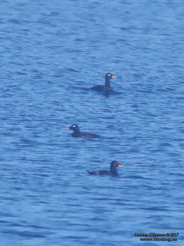 AMERIKANSK KNLSVRTA / WHITE-WINGED SCOTER (Melanitta deglandi)  - Stng / Close