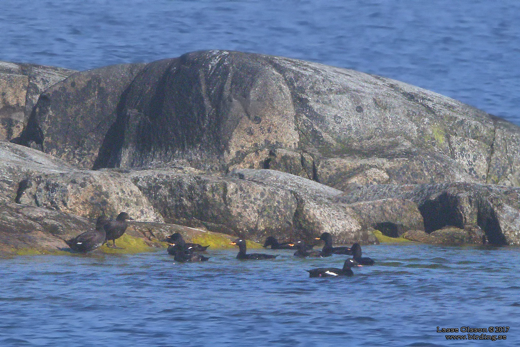 AMERIKANSK KNLSVRTA / WHITE-WINGED SCOTER (Melanitta deglandi)  - Stng / Close