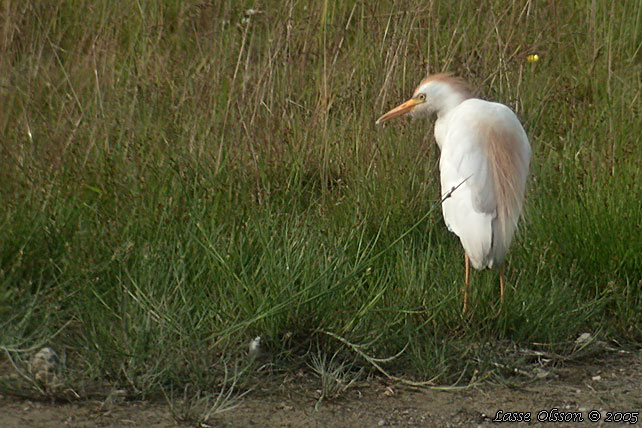 KOHGER / WESTERN CATTLE EGRET (Bubulcus ibis)