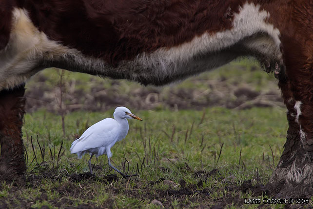 KOHGER / WESTERN CATTLE EGRET (Bubulcus ibis) - stor bild / full size