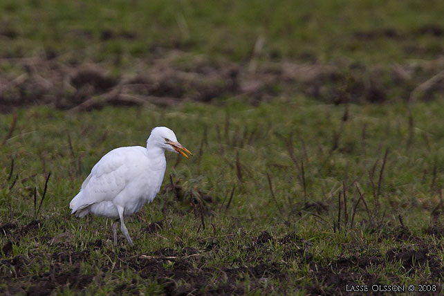 KOHGER / WESTERN CATTLE EGRET (Bubulcus ibis) - stor bild / full size