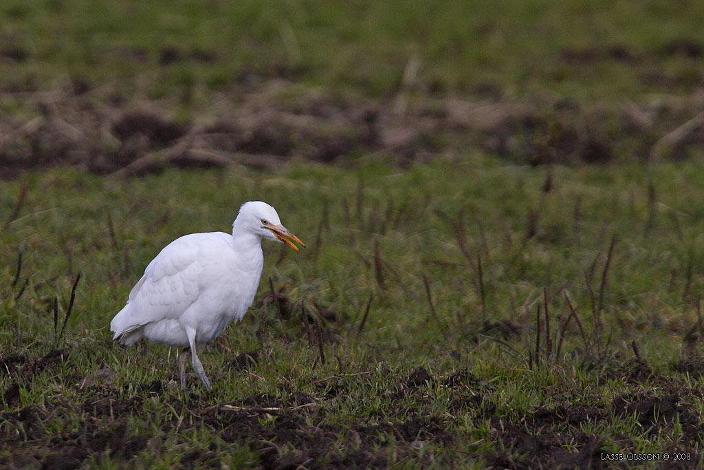 KOHGER / WESTERN CATTLE EGRET (Bubulcus ibis) - Stng / Close